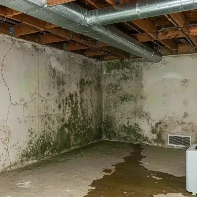 Professional Mold Removal in Menard, TX